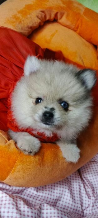 Померанський шпіц дівчата