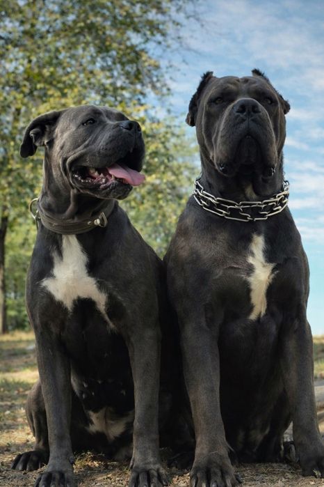 Цуценята Cane Corso — відкрито бронювання