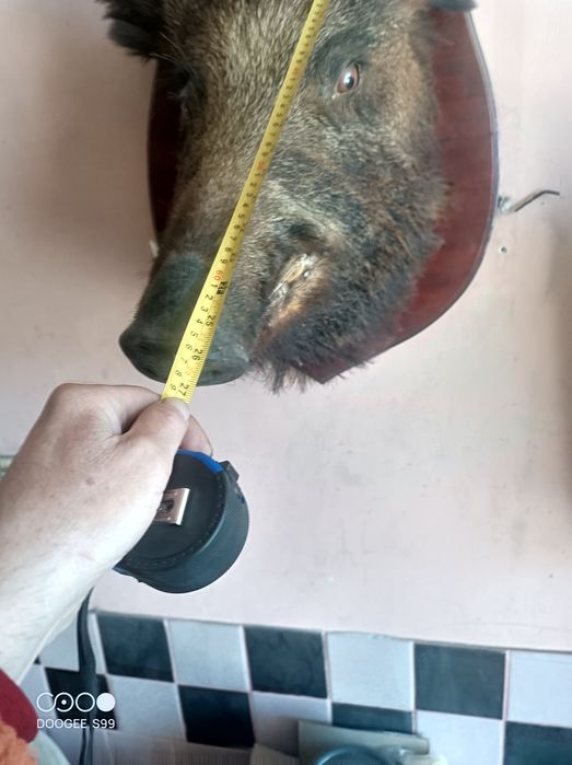 Продам чучело кабана