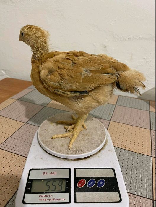 Курчата,качки,гуси,індики