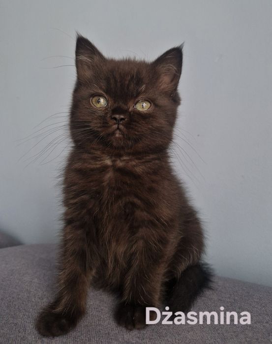 "DIVA" śliczna kotka brytyjska krótkowłosy