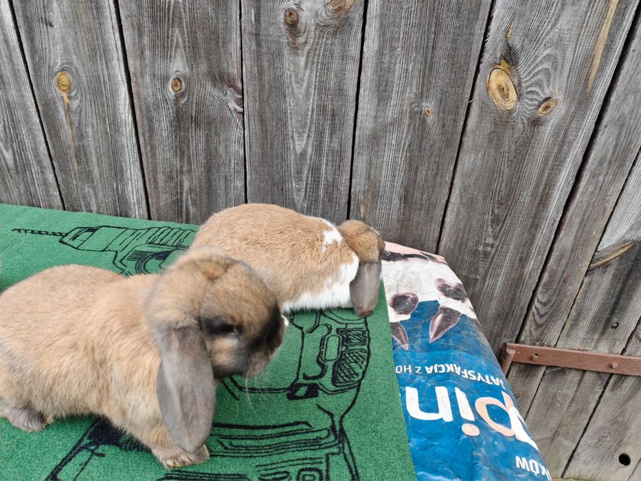 Barany Karzełki Madagaskarowe