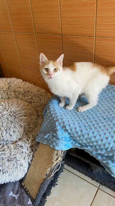 Dwa kociaki do adopcji