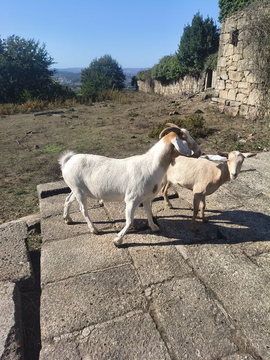 Cabra boer e cabra serrana para venda