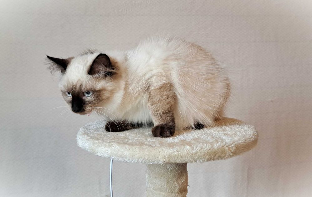 Kotka Neva Masquerade – spokojna, zielony obserwator, Misty