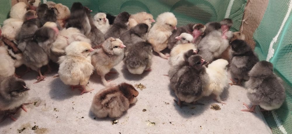 Домашні курчата .