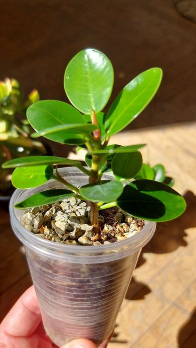 Фикус Панда (Ficus Panda)
