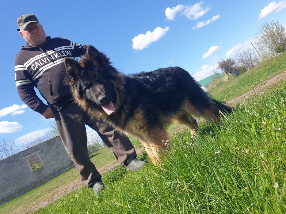 Подросток немецкой овчарки