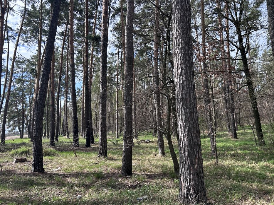 Будинок в лісі близ Київа.