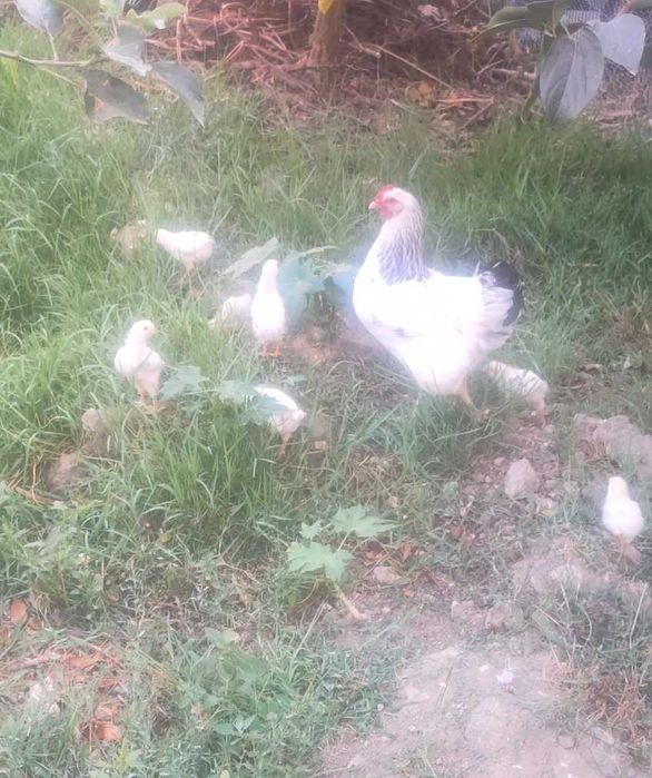 Vendo ovos galados sussex