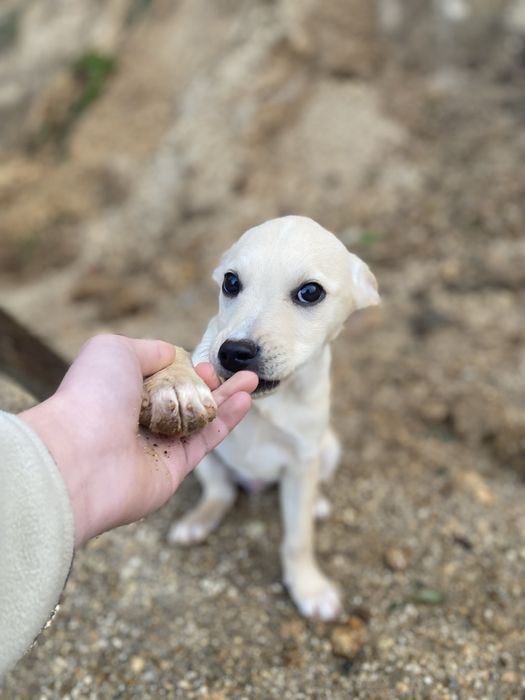 Cães para adoção
