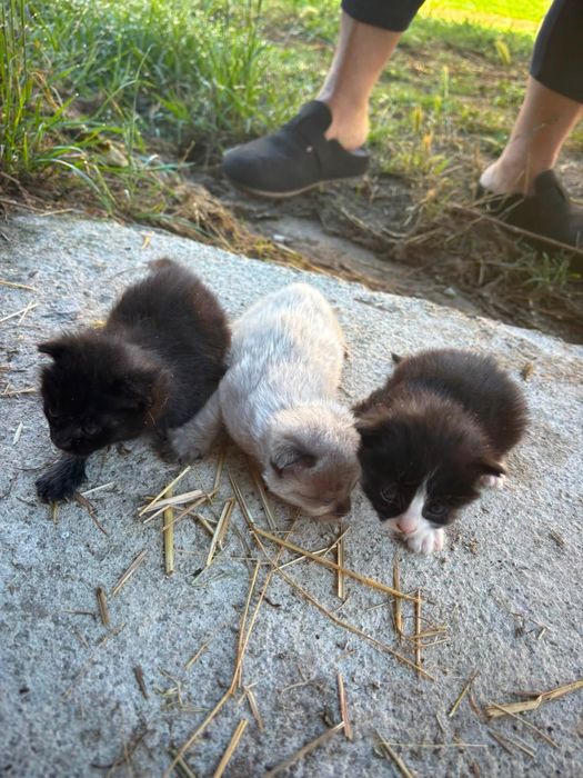 Gatos para Doar (Castro Daire Centro )