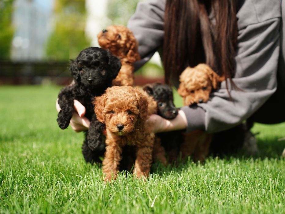 Хлопчик мальтіпу — добрий, грайливий та вихований