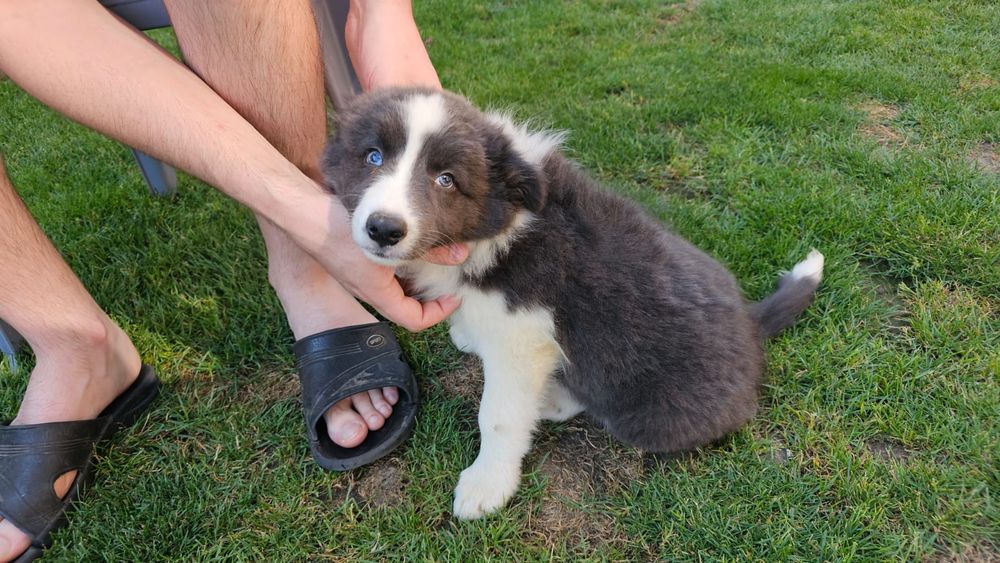 Piesek Border collie blue z niebieskimi oczami