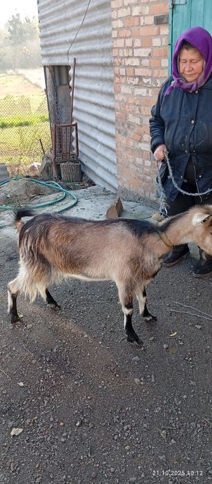 продам козу первістку дійну