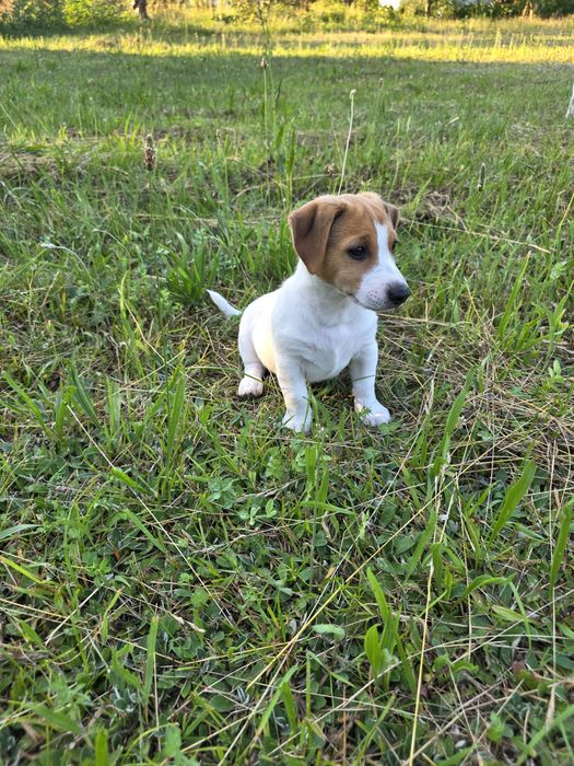 Szczeniak Jack Russell Terrier