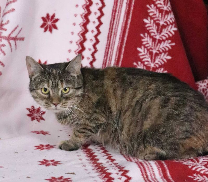 Chilli – delikatna, kochana kotka szuka spokojnego domu