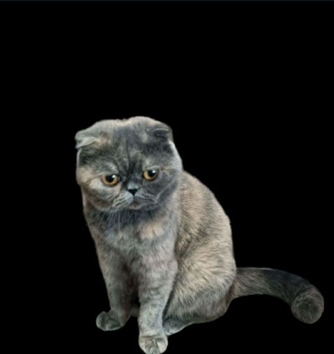 Шотландская голубо-кремовая скоттиш фолд