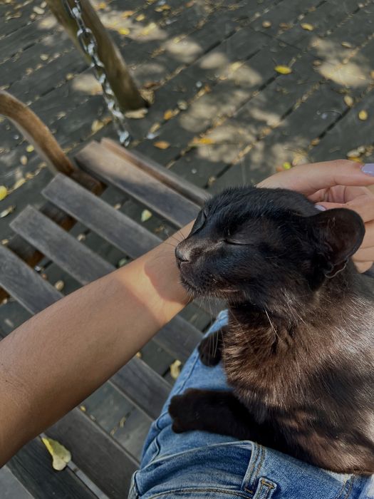 Pet sitting/ estadia