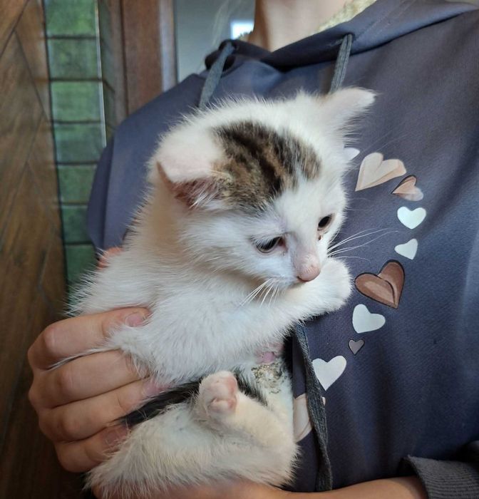 Mały Mew szuka bezpiecznego domu