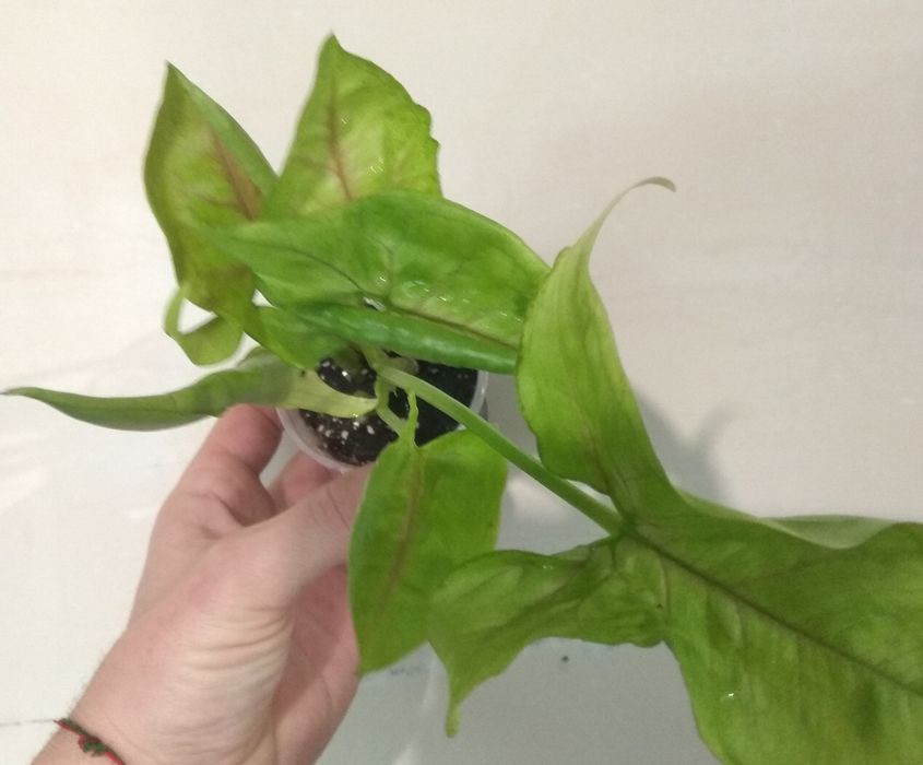 Продам сингоніум Манго Алюжн