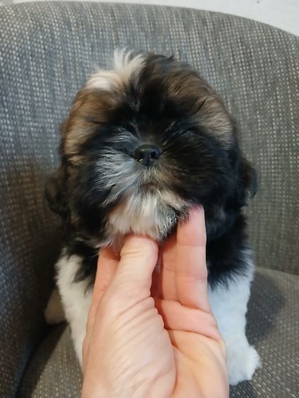 Shih tzu do rezerwacji