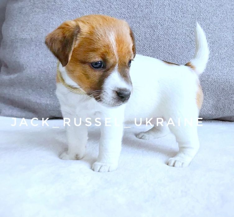 Джек Рассел красива дівчинка