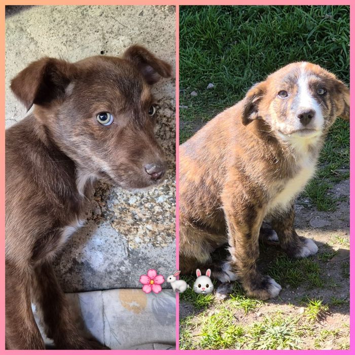 Cachorrinhas adoção responsável