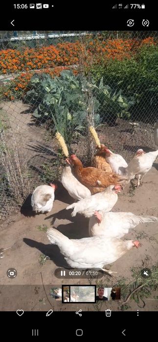 Домашні курячі яйця