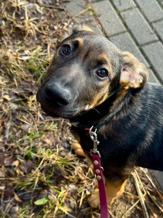 Piesek Pogo szuka domku