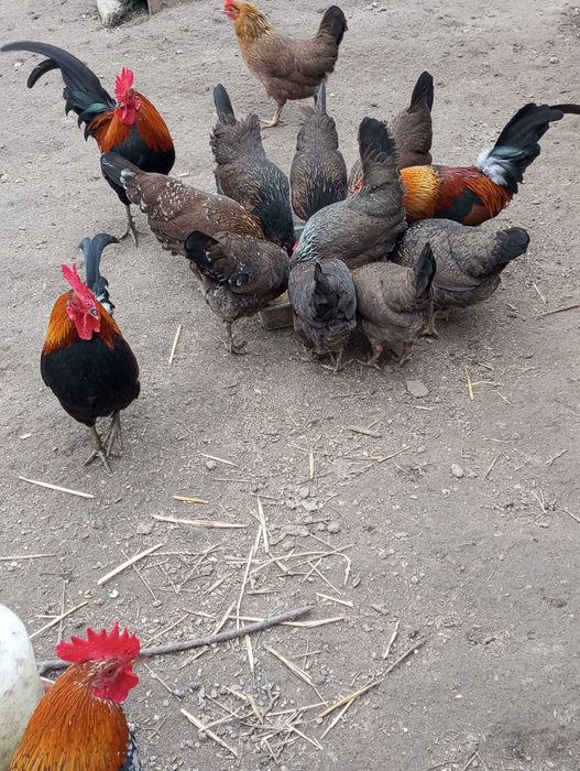 Karzełek polski, pary