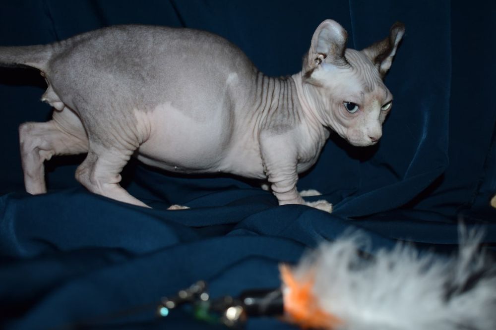 Молодой мальчик двэльф