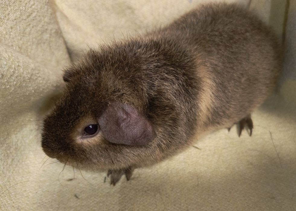 Морські свинки різних порід з домашнього розплідника