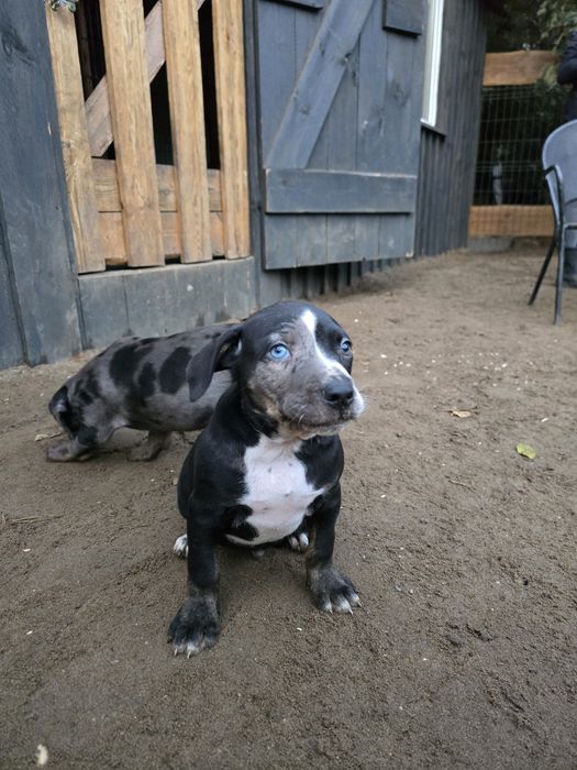 Catahoula luizjana leopard dog merle
