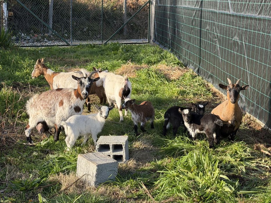 Rebanho de cabras anas