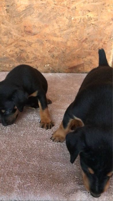 Продам щенков ягдтерьера