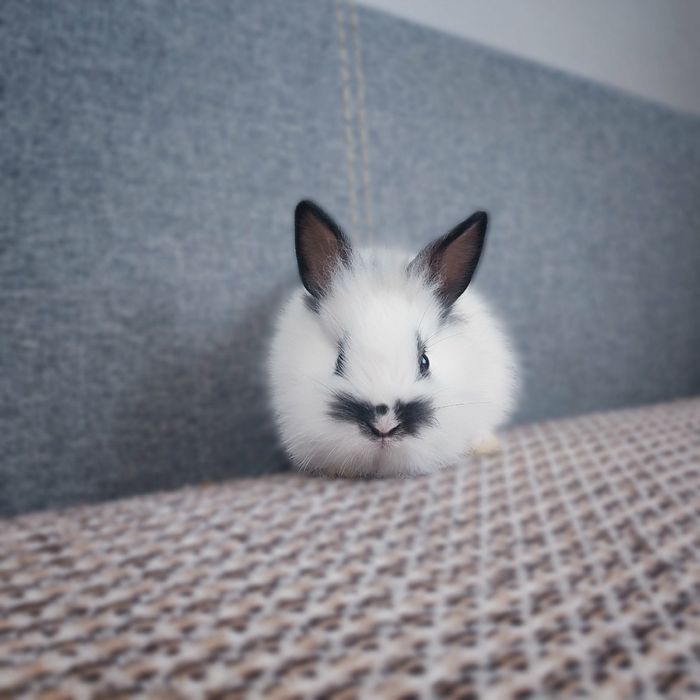 Кролики декоративні