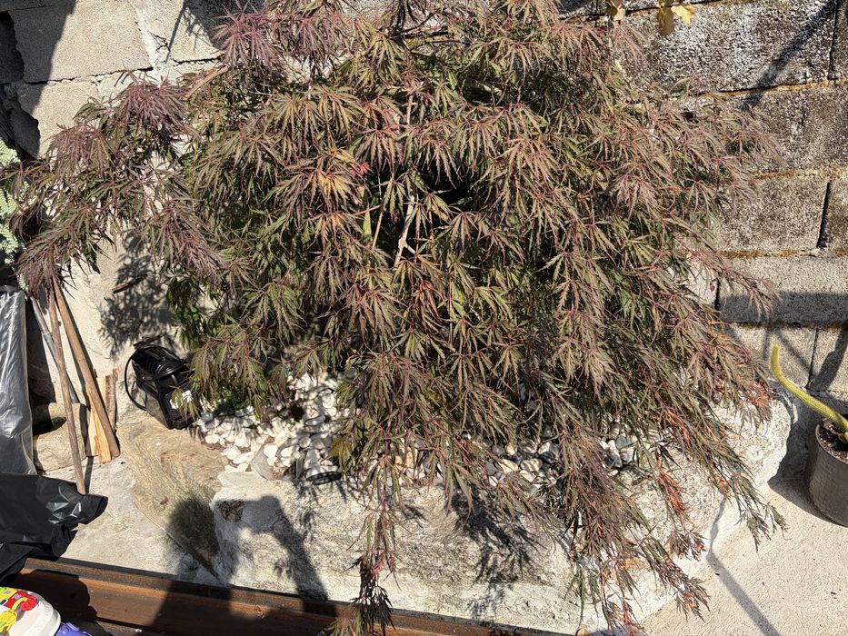 Acer Arvore (Bordo Japones)