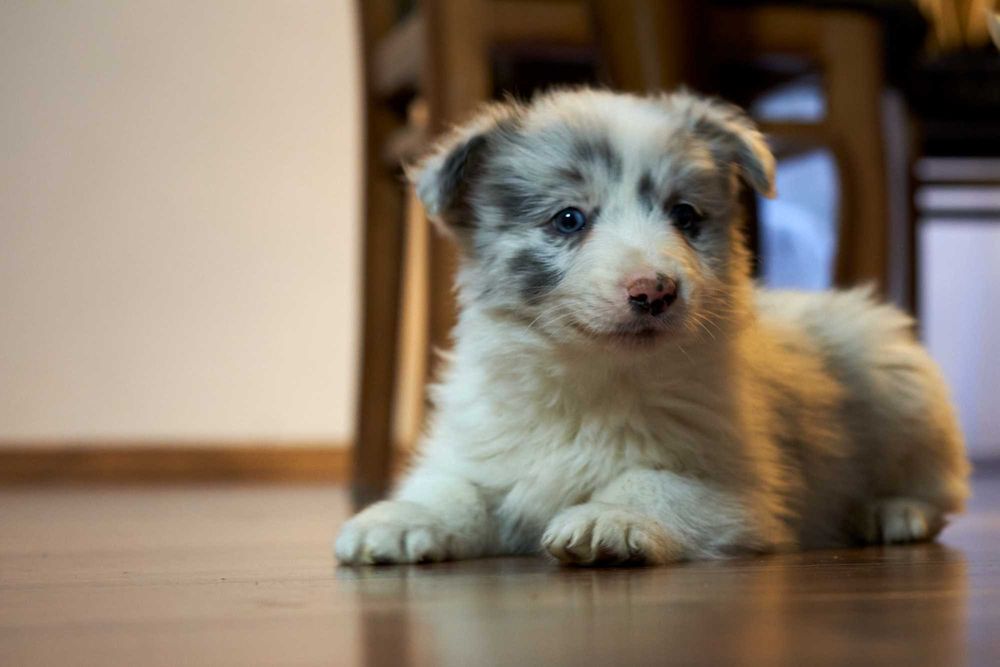Wspaniały szczeniak Border Collie blue merle Charlie.