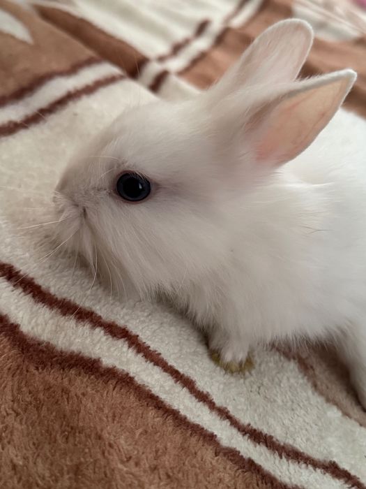 Króliki białe miniaturki