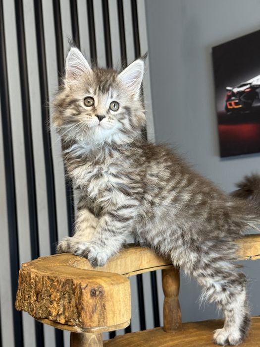 Хлопчик  silver мейн кун