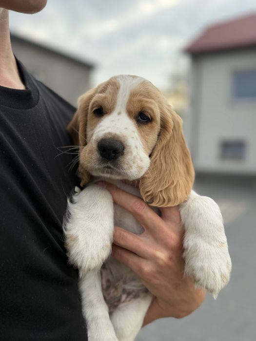 Cocker Spaniel angielski