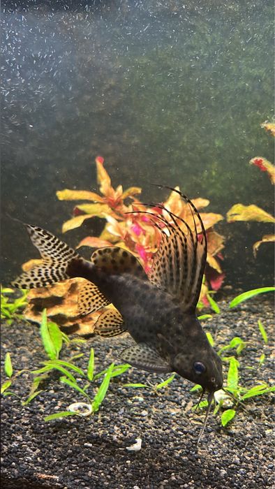 Zestaw akwarium aquael