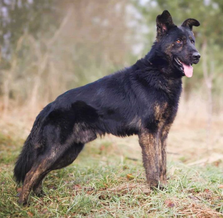 BIES - piękny pies w typie owczarka szuka domu