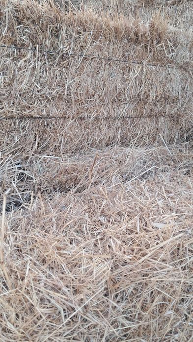 Vende se feno de festuca ou azevem