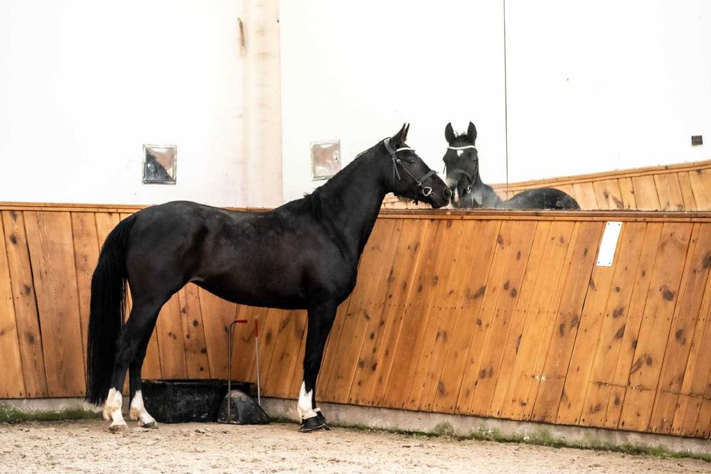 Klacz Zangersheide źrebna