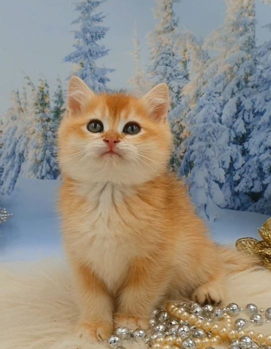 Насичений золотий завуальований британський шиншила ny12