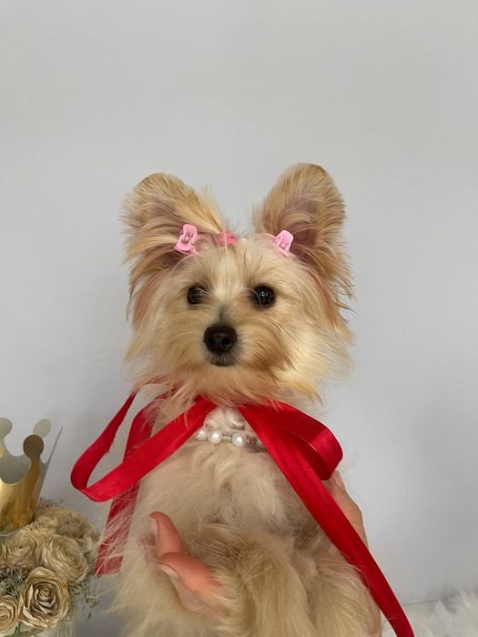 Помапу – краса, ніжність і любов в одному