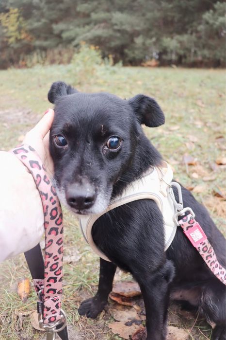 Maly Muffinek szuka domu