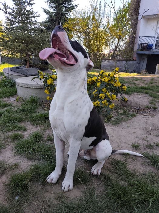 Pies typu Amstaff *Roki*